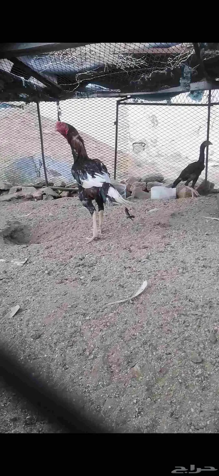 دجاج باكستاني 0