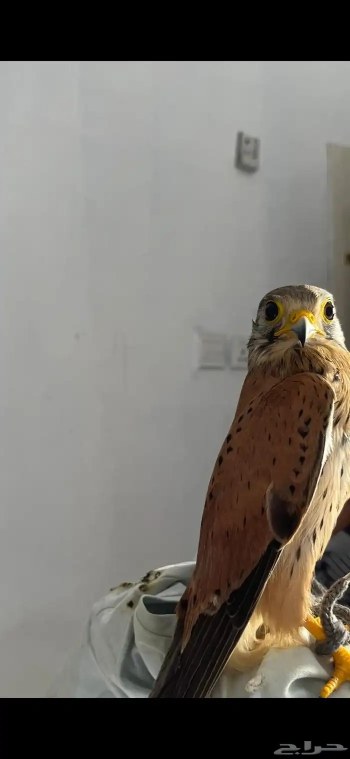 البيع على السوم بسم الله ماءشالله 1