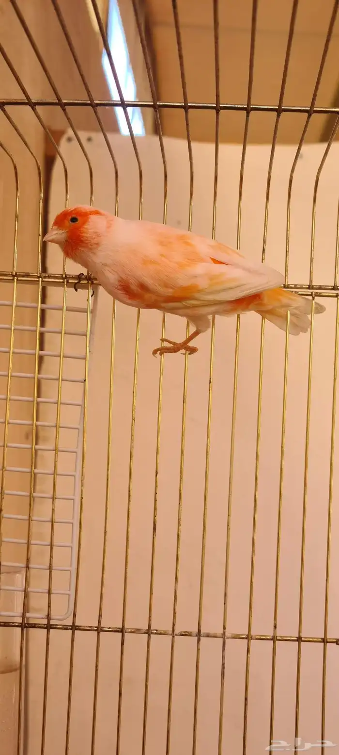 كناري اوربي موزاييك اورنج 5