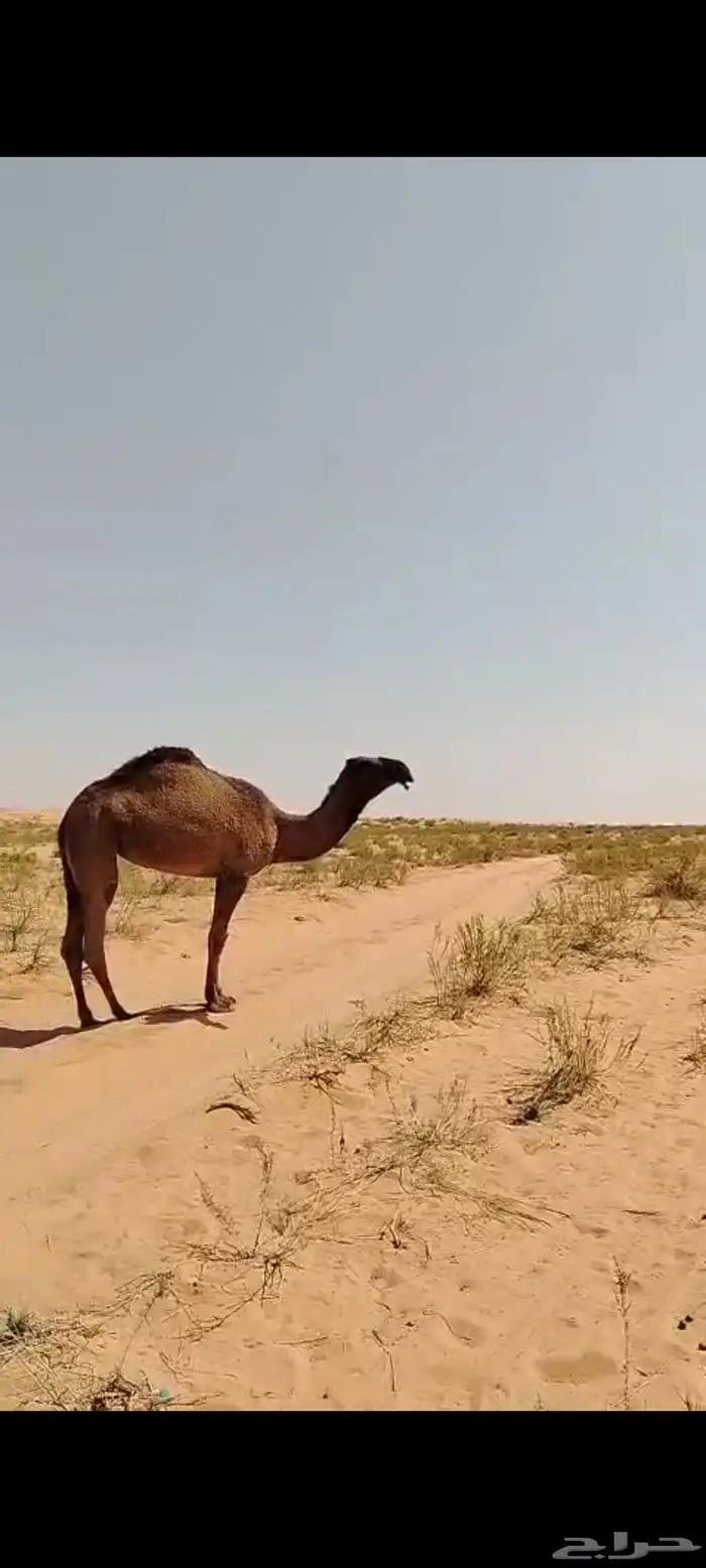 بكره صفراء حقه كفو 1