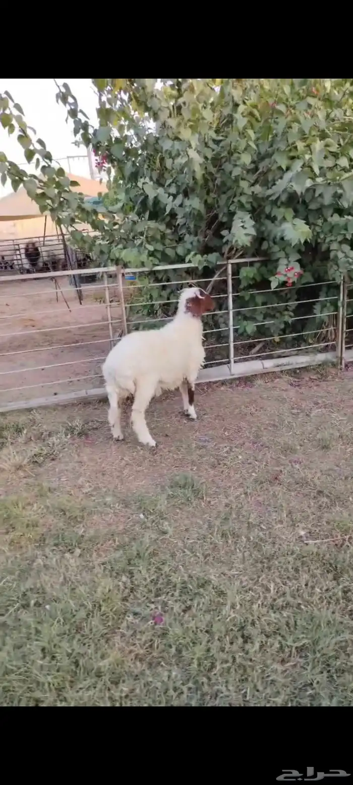 خروف نعيمي بلدي طيب 0