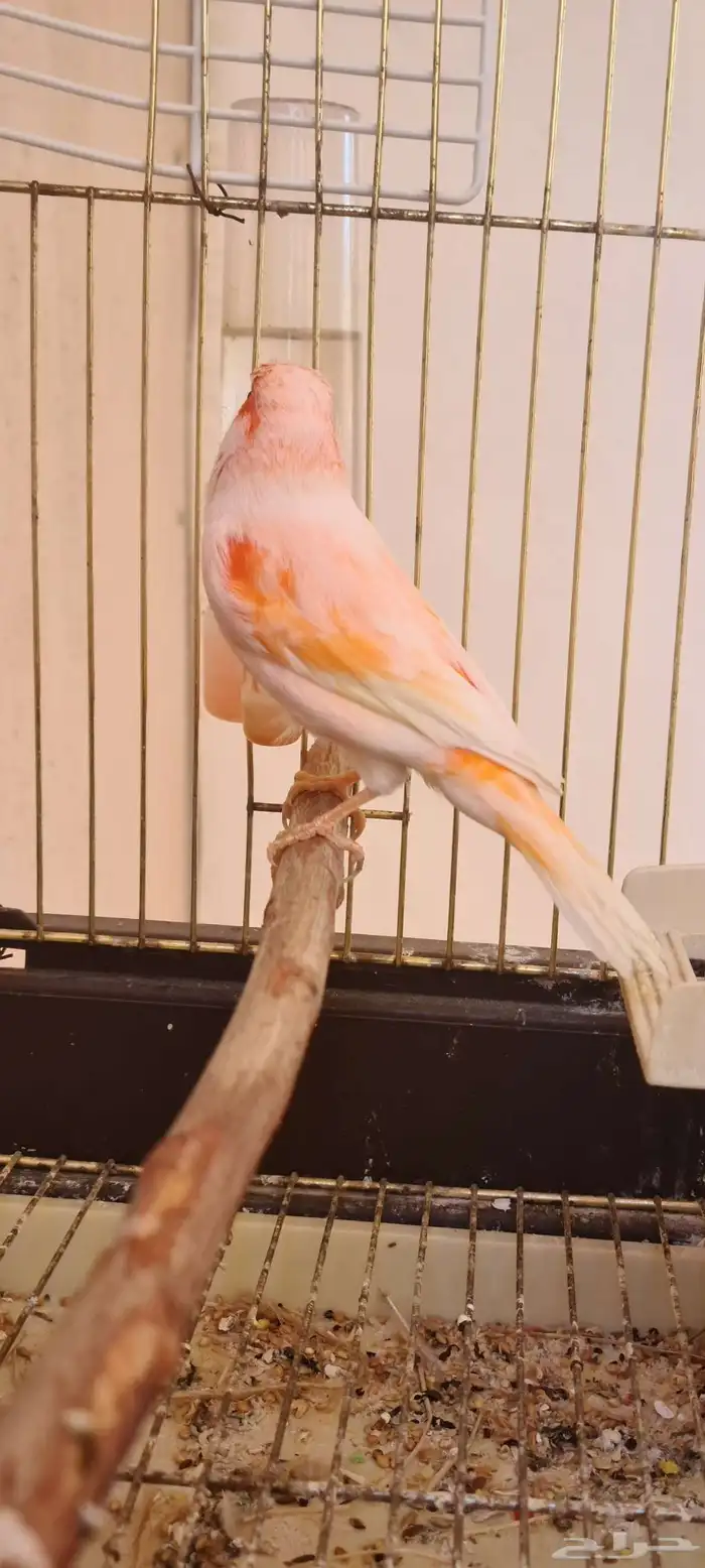 كناري اوربي موزاييك اورنج 3