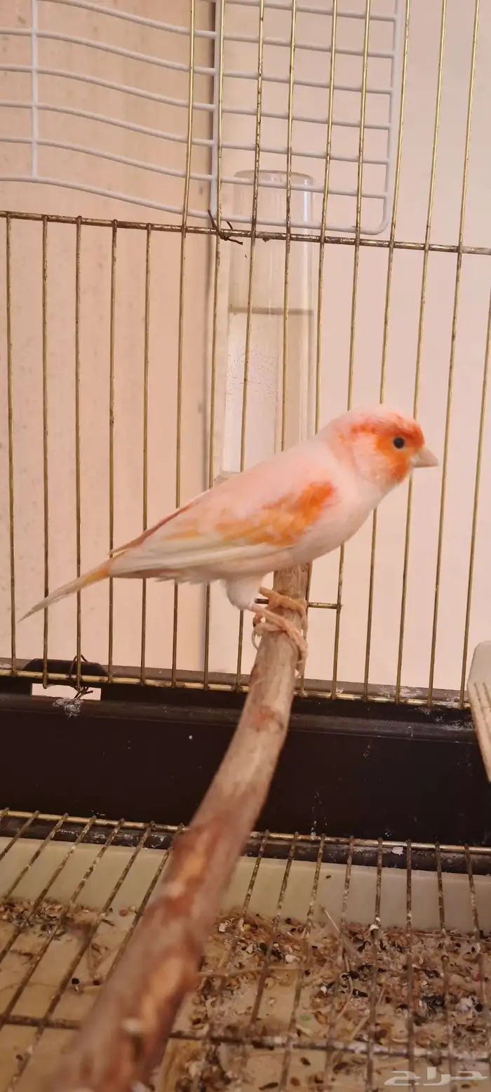 كناري اوربي موزاييك اورنج 0