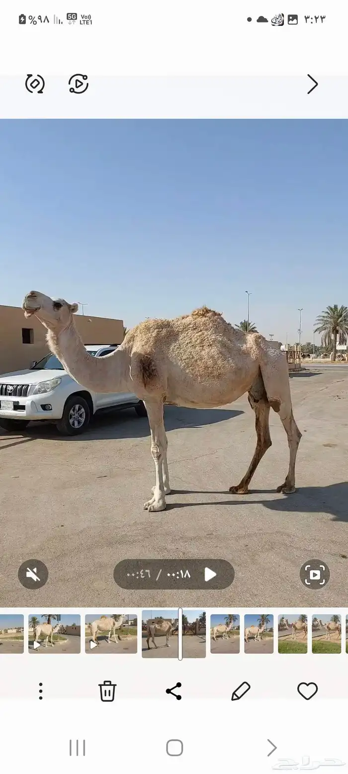 للبيع ضروبه 0