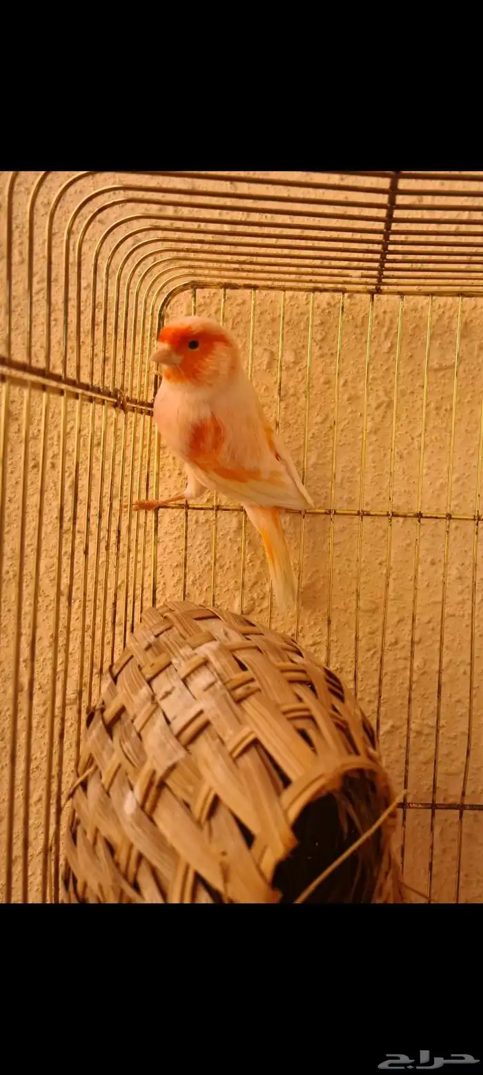 كناري اوربي موزاييك اورنج 6