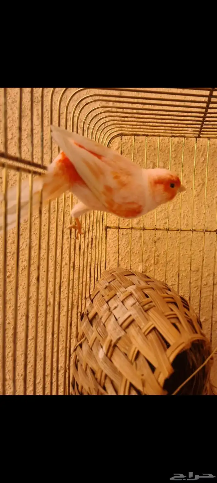 كناري اوربي موزاييك اورنج 2