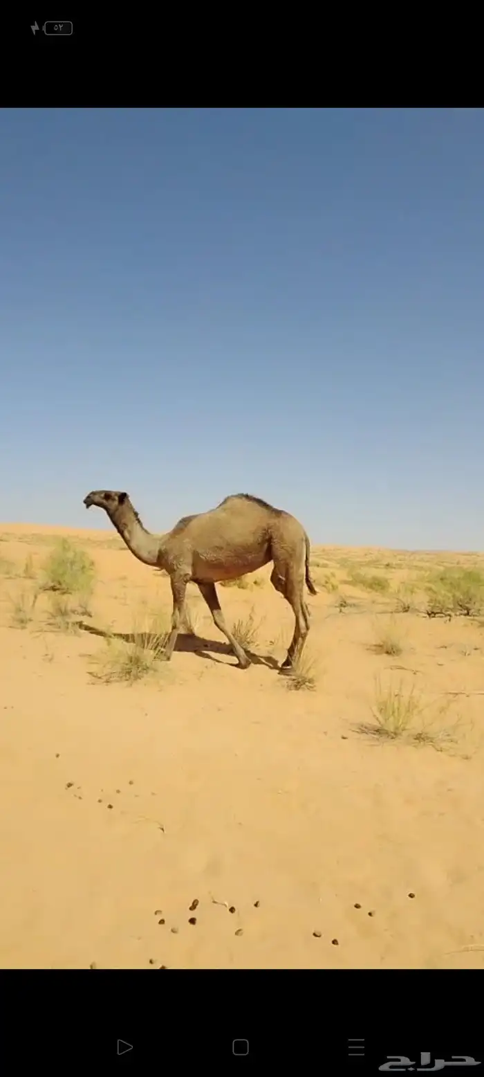 بكره صفراء حقه كفو 4