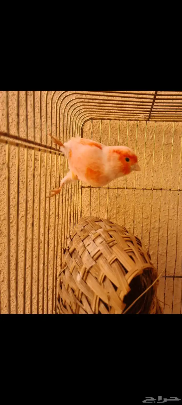 كناري اوربي موزاييك اورنج 1