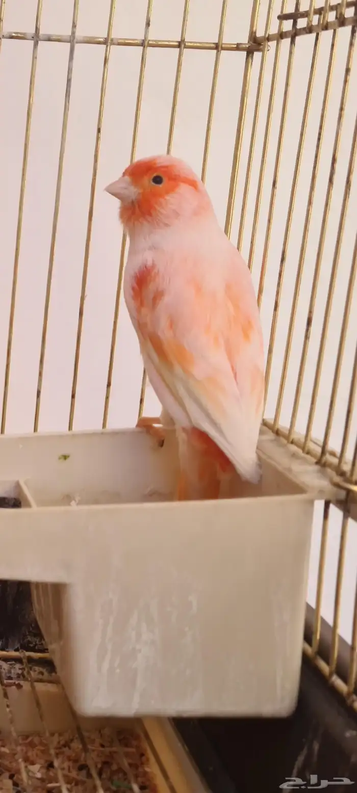 كناري اوربي موزاييك اورنج 4