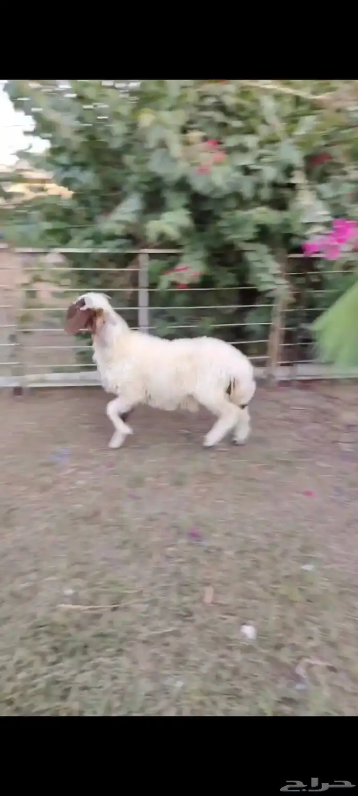 خروف نعيمي بلدي طيب 1