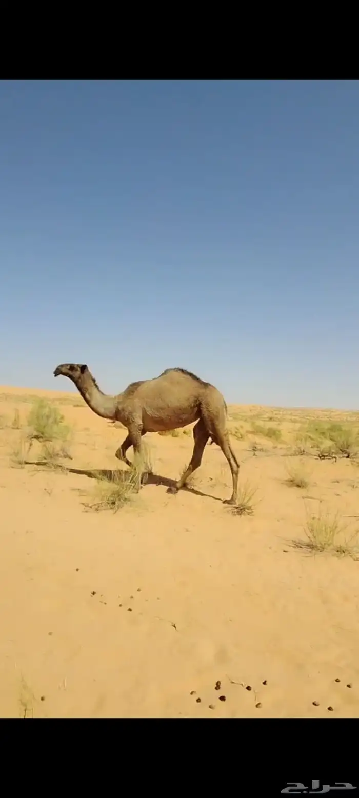 بكره صفراء حقه كفو 0