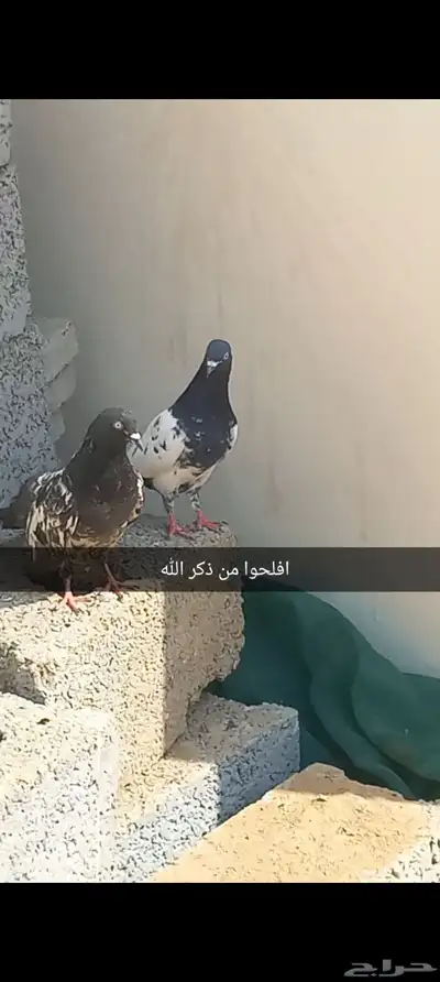 حمام شرط index