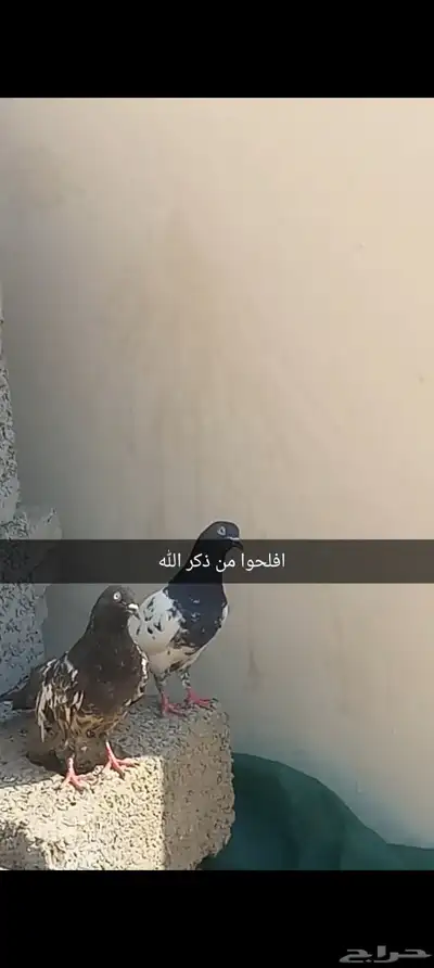 حمام شرط index