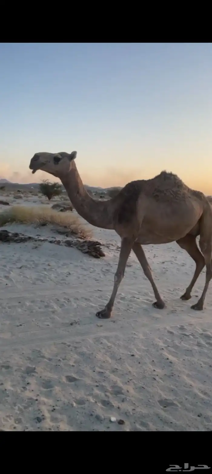 ضرايب على جميع الشروط 2