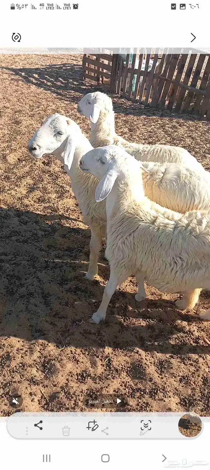 خرفان حري الجبيل 1