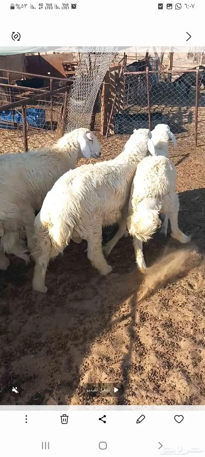 خرفان حري الجبيل 2