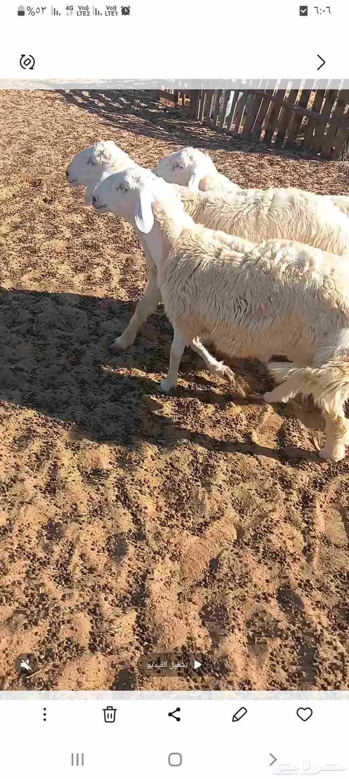 خرفان حري الجبيل 0