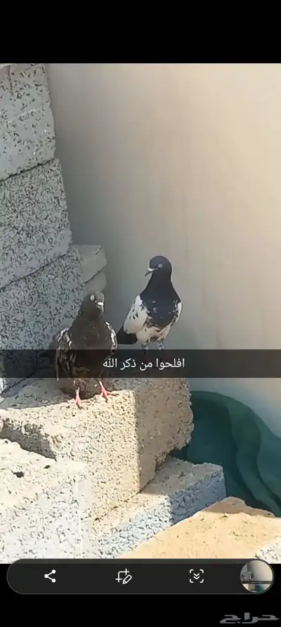 حمام شرط index