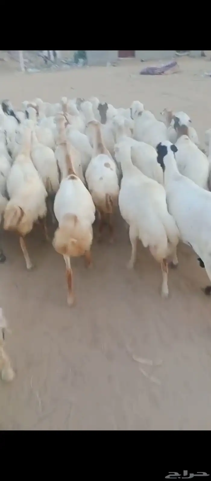 ضان رفد بلدي جرومها طيبه دفيع سن جهل 1