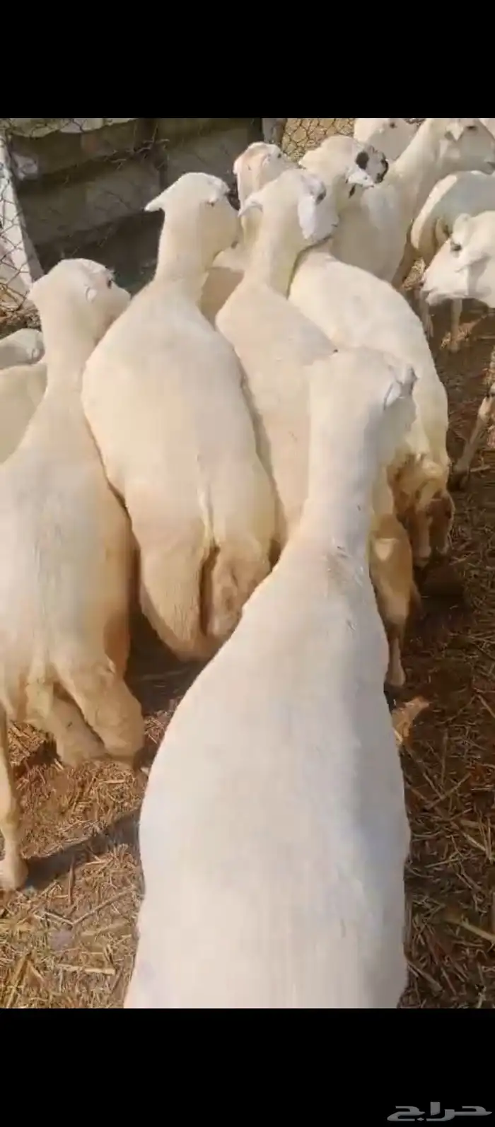 ضان رفد بلدي جرومها طيبه دفيع سن جهل 0