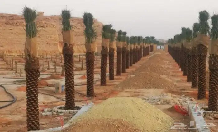 يوجد لدينا توريد جميع انواع نخيل الواشنطن 2