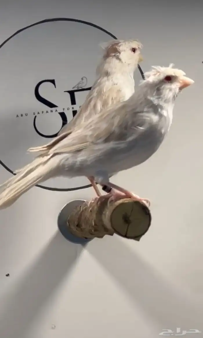 كناري وايت ستنايت 0