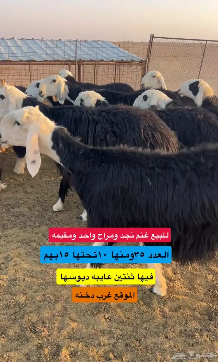 للبيع غنم نجد مراح ومقيمه 0