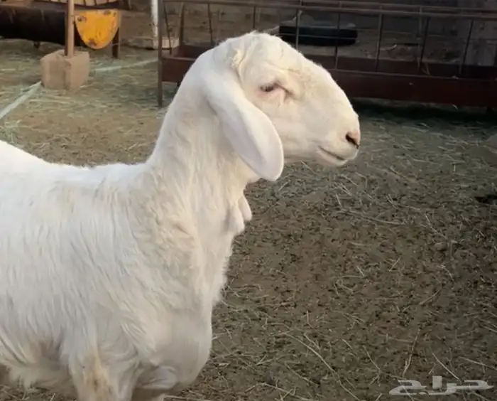 مطلووب رخال او ضان مقاني 0