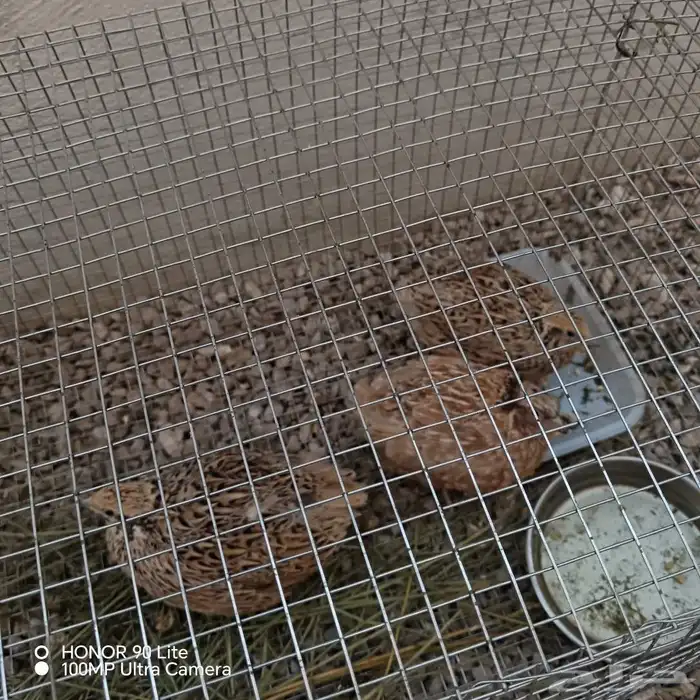 للبيع ثلاث فرر طيبات بياضات ثنتين أنثى واحد ذكر 0