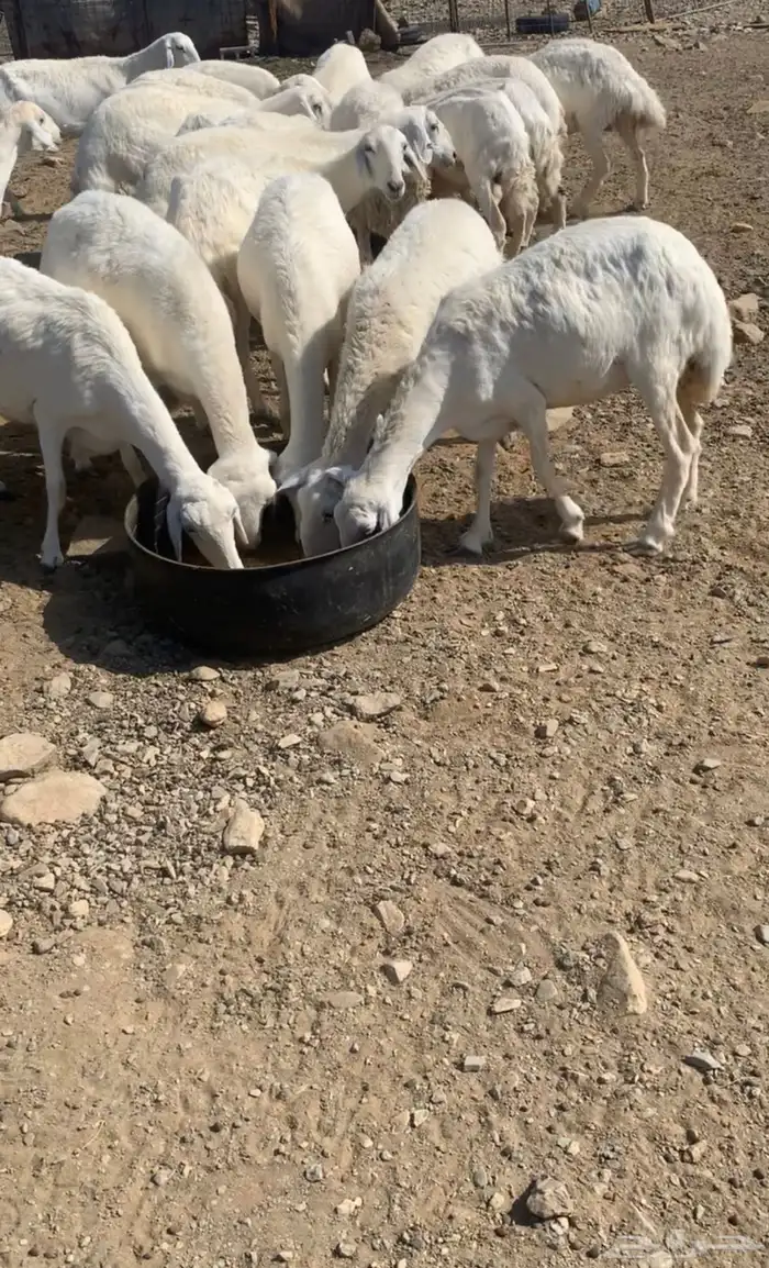 مراح حري ( مواليد ودفيع ) 5