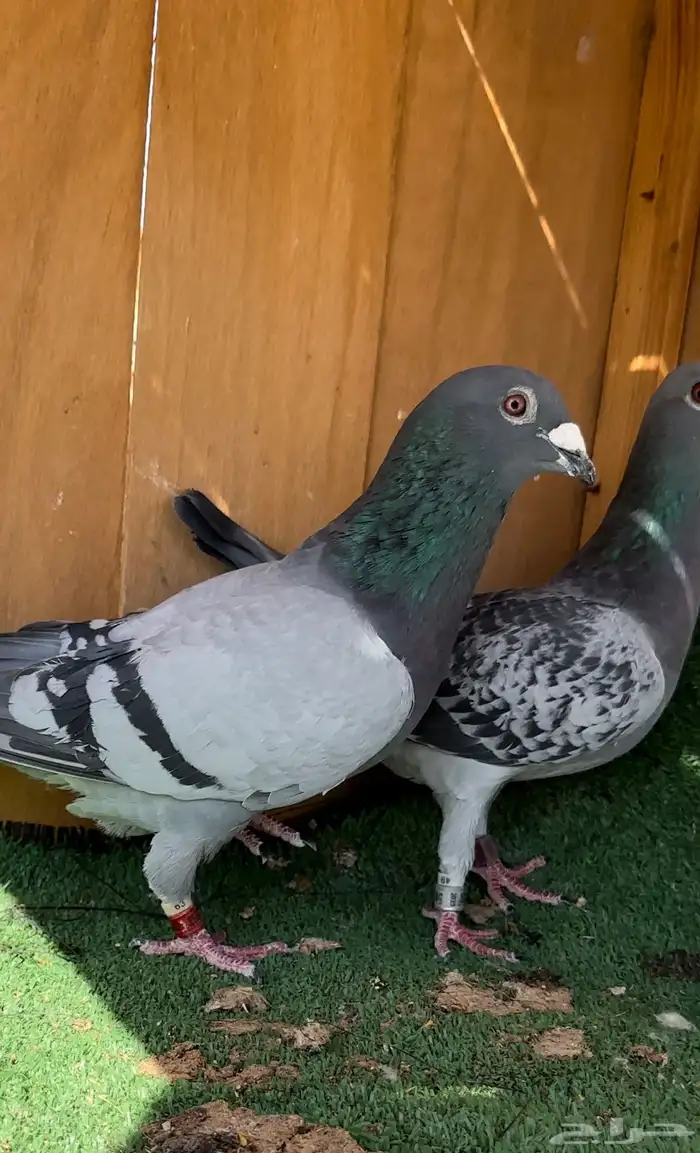 حمام زاجل طيب 2