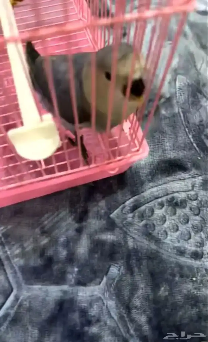 طير روز اليف وهدد 0