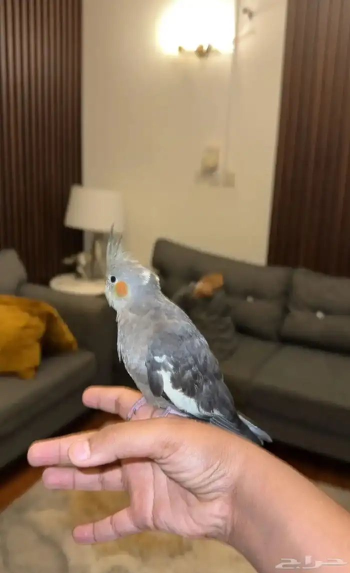 كروان مفقود 0