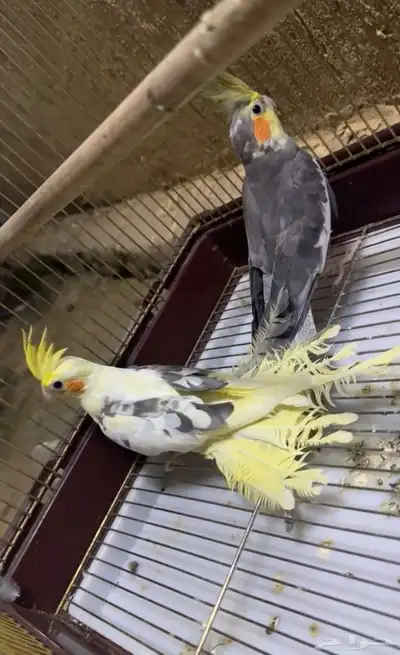 طيور كروان index