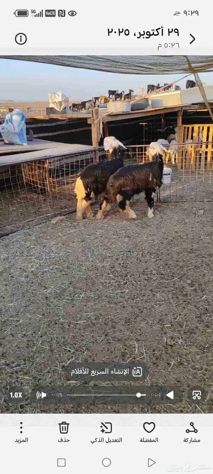 رخلتين جذعات صنف طيبات جدا 0