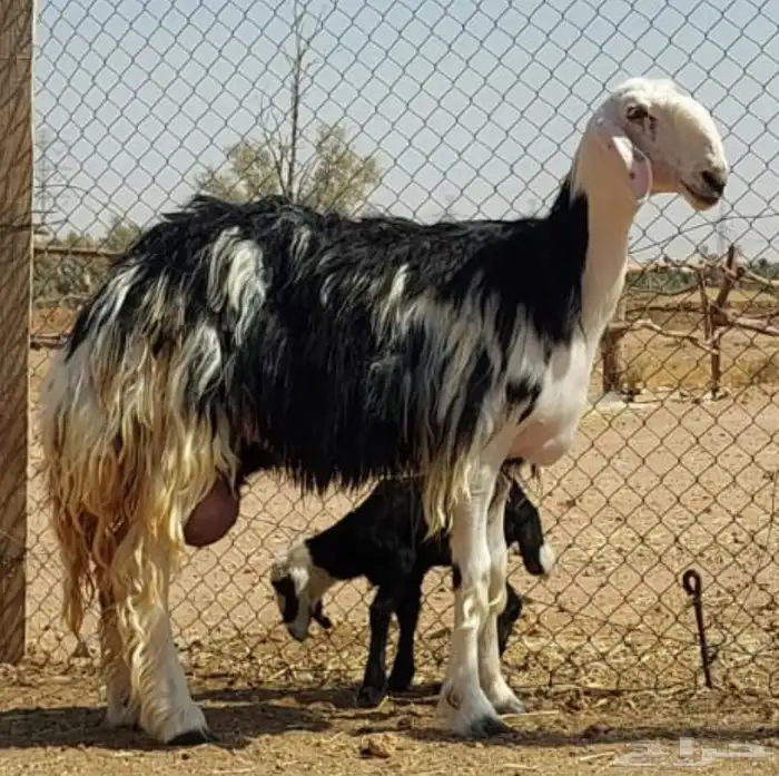 بيعت الله يربحه ويبارك له نجديه فاخره 1