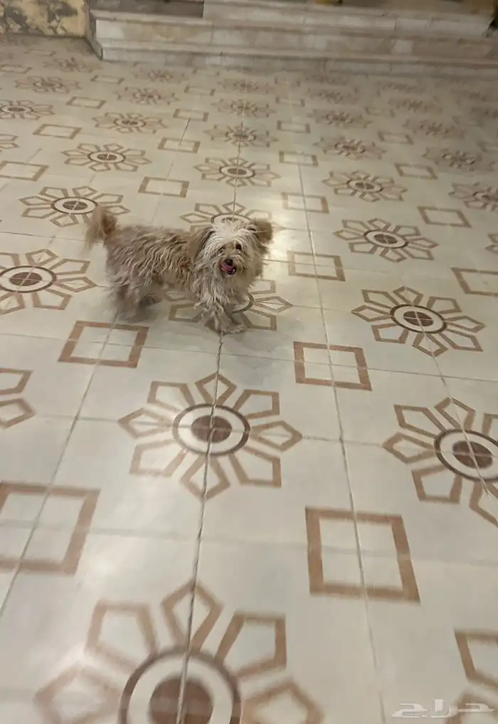 كلبه عمرها سنتين 2