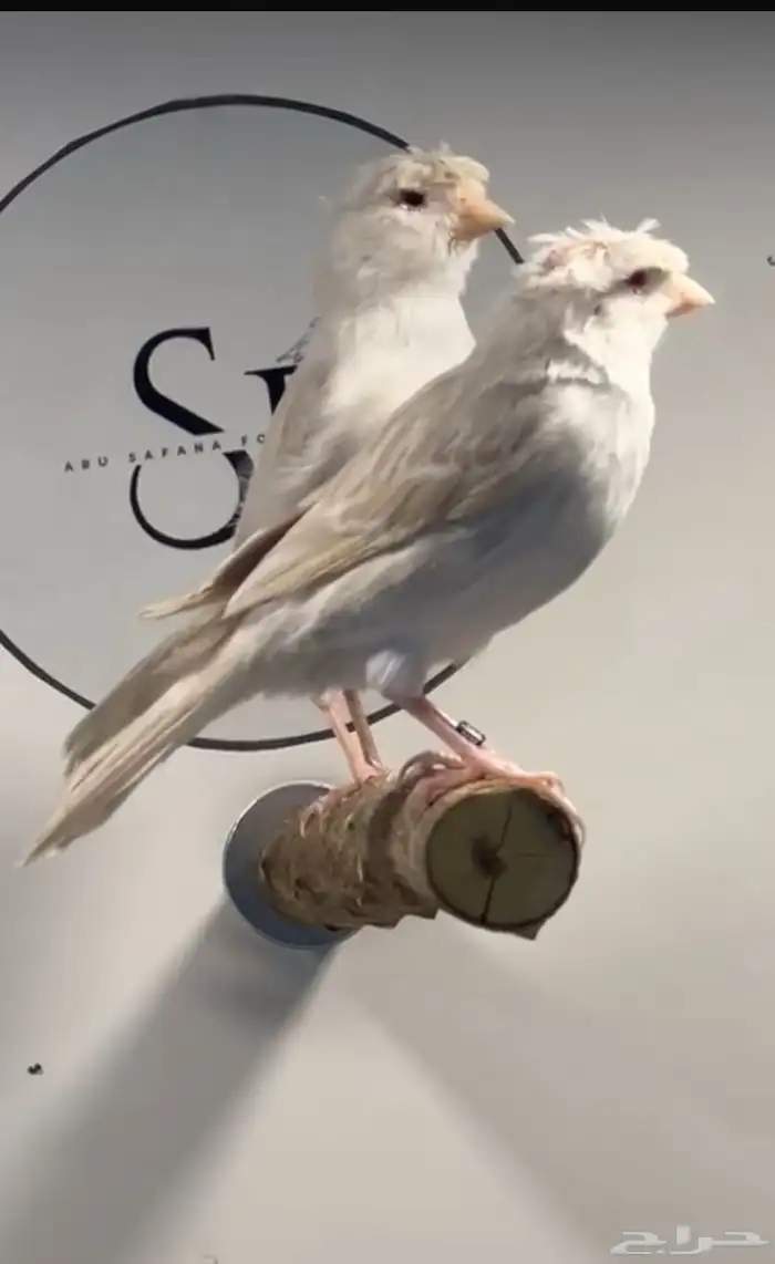 كناري وايت ستنايت 1