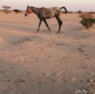 للبيع حصان شعبي طبع مع البل رقم واحد (( اقبل البدل )) index