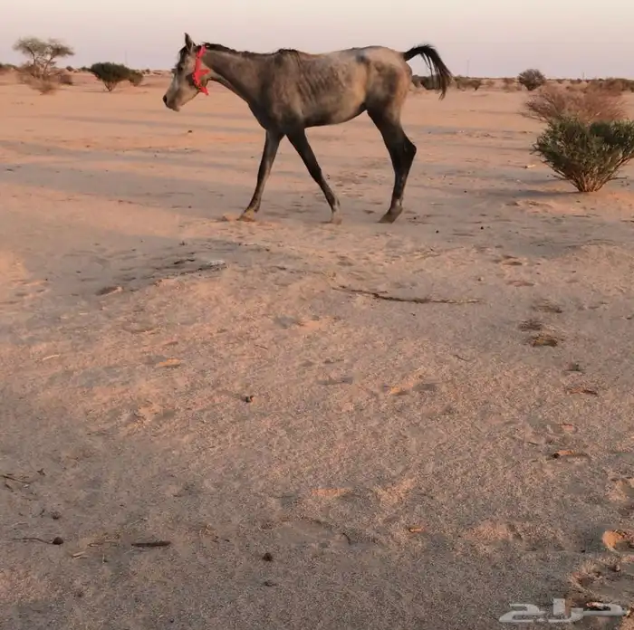 للبيع حصان شعبي طبع مع البل رقم واحد (( اقبل البدل )) 1