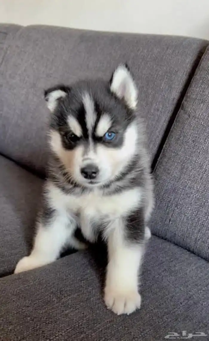 ابغى كلب هاسكي 0