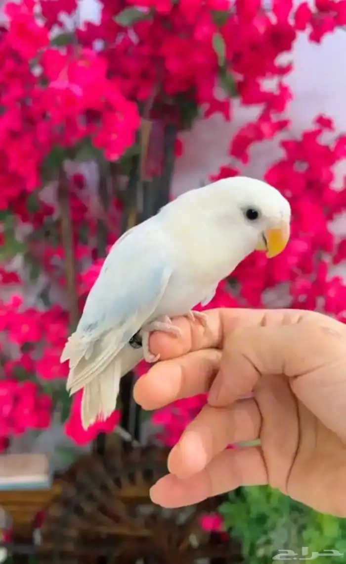 روز اليف للبيع مستعجل بستر مناسب 1