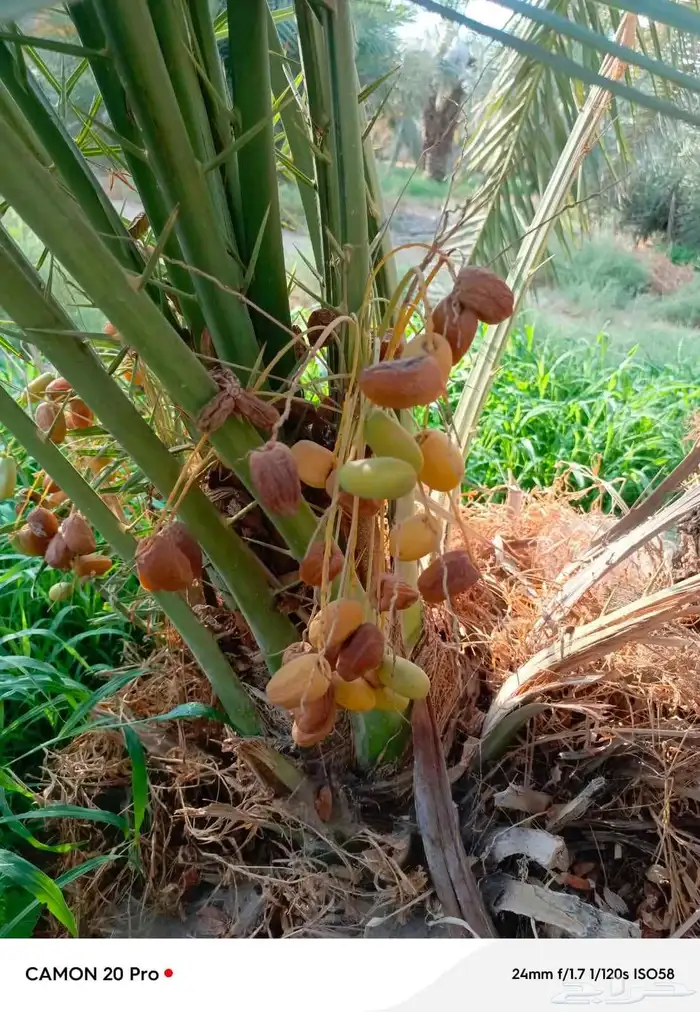 نخل للبيع القصيم 3