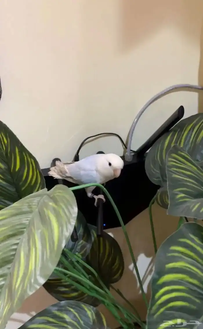 روز اليف للبيع مستعجل بستر مناسب 2