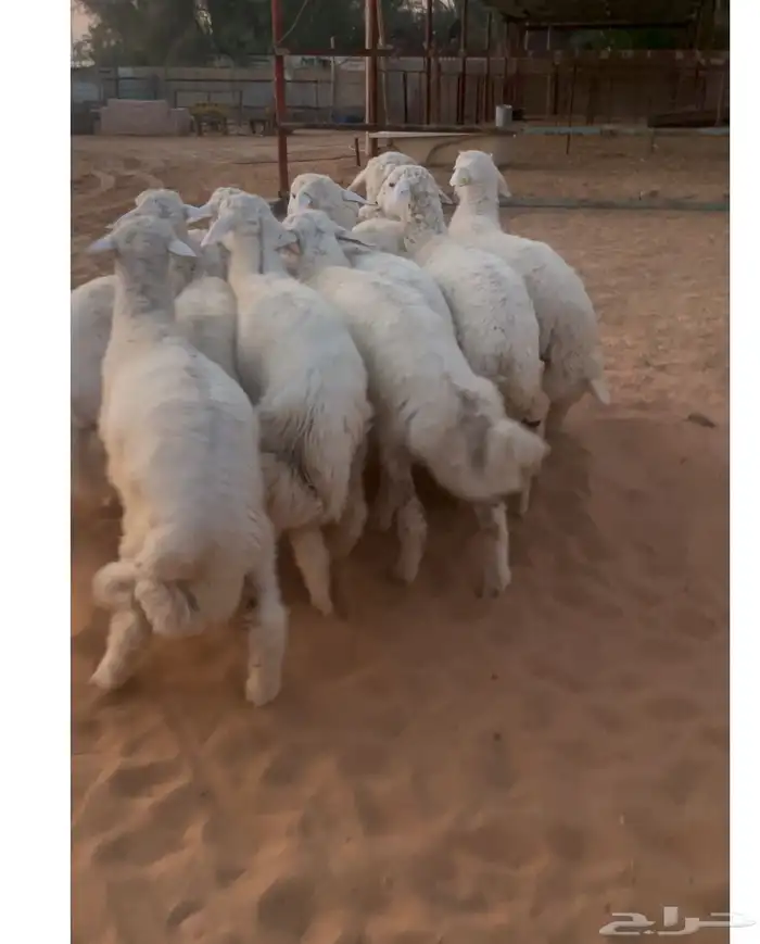 ذبائح حريات طيبات 1