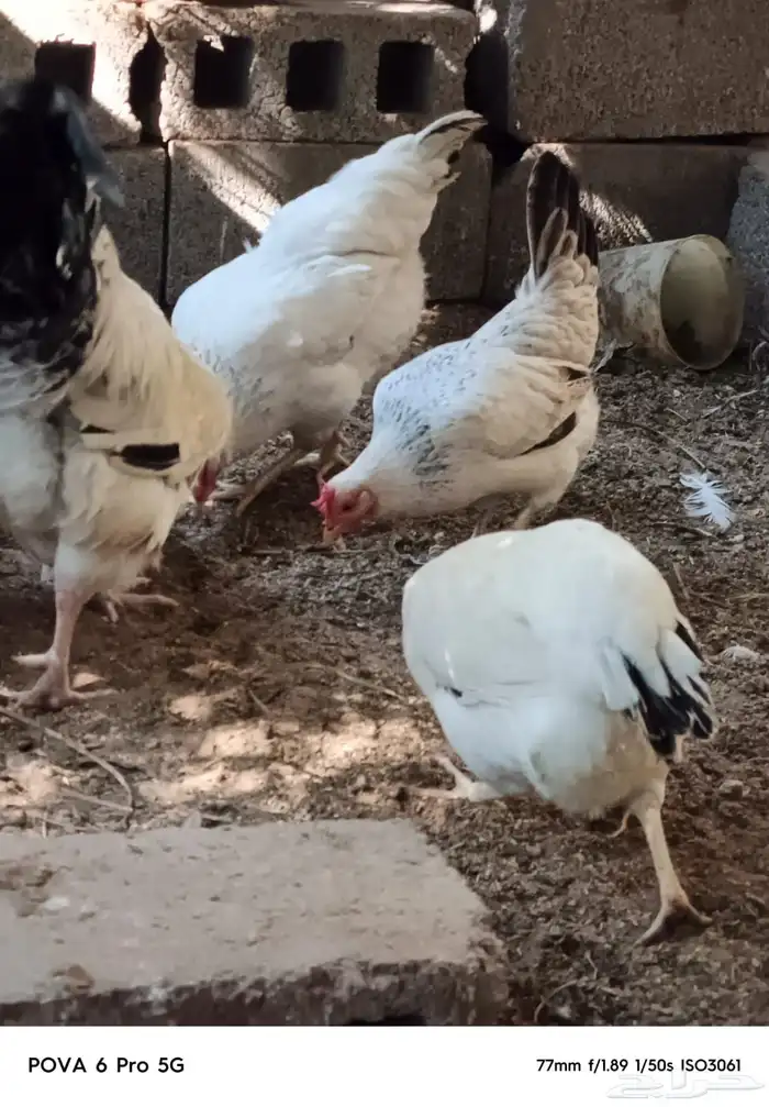 دجاج فرنسي كولمبي بيور منتج 7