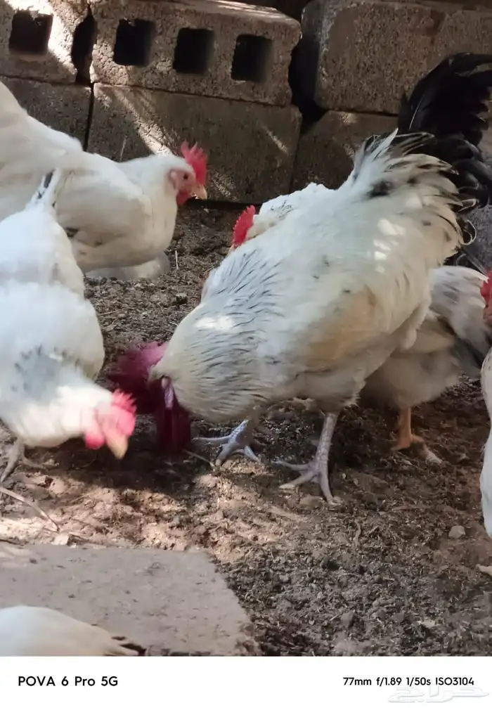 دجاج فرنسي كولمبي بيور منتج 8