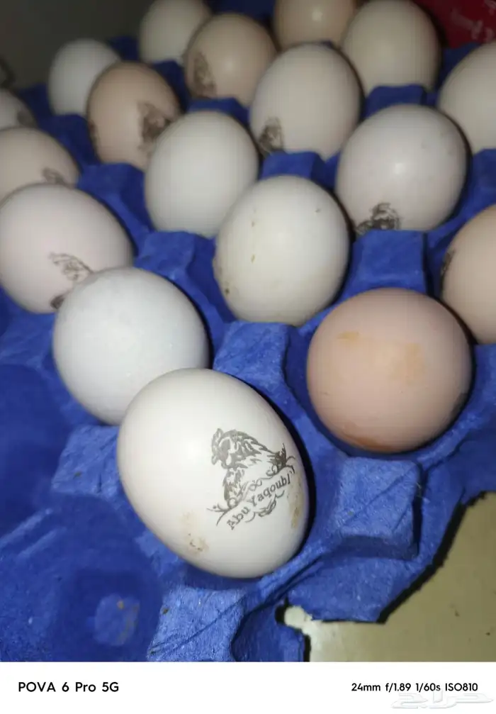 دجاج فرنسي كولمبي بيور منتج 3