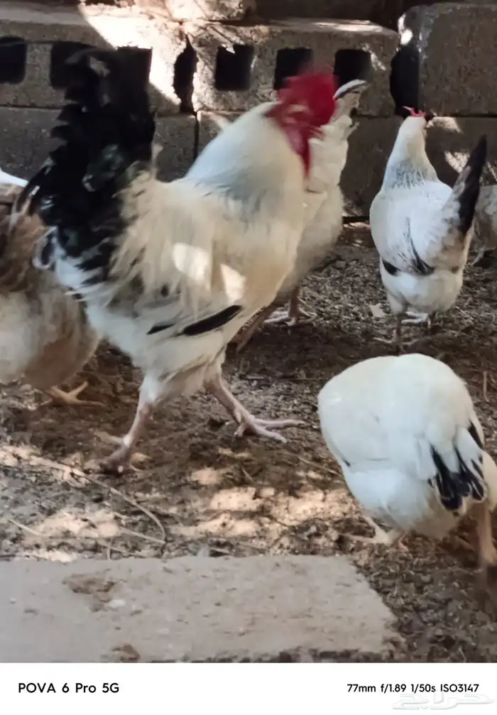 دجاج فرنسي كولمبي بيور منتج 6