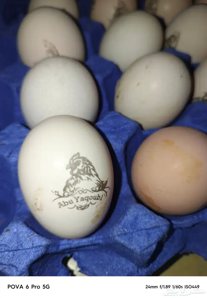 دجاج فرنسي كولمبي بيور منتج 0